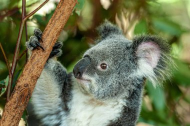 Ağaçtaki tüylü kulaklı şirin Avustralya Koala 'sı.