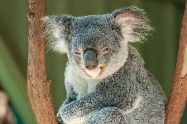 Cuddly Australian Koala bear sitting in tree looking sleepy and wise