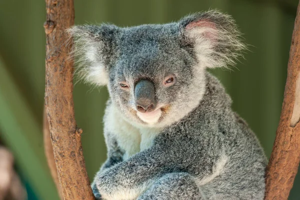 Sevimli Avustralyalı Koala ağaçta oturuyor. Uykulu ve bilge görünüyor.