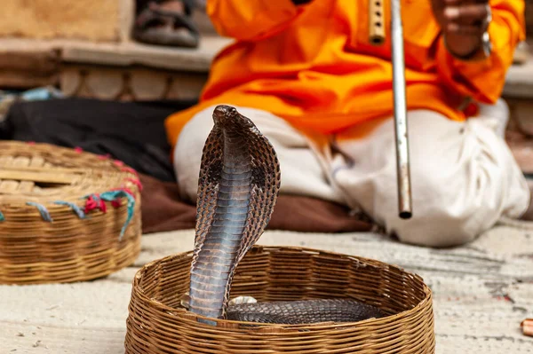 King Cobra snake in front of Indian snake charmer