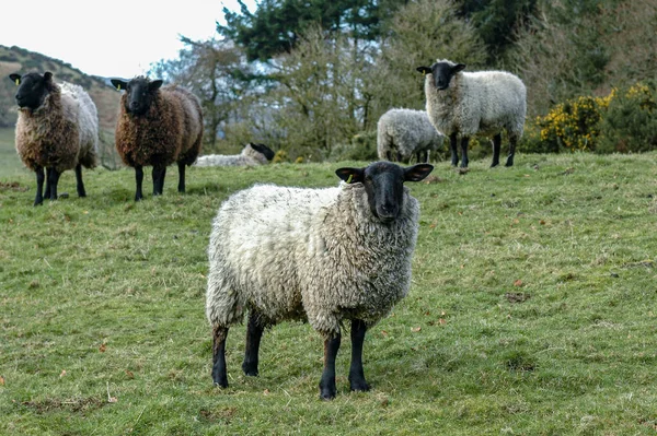 Single Blackface sheep in pasture curiously looking