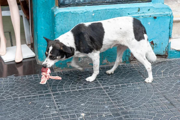 Clever black and white street dog escaping with delicious bone