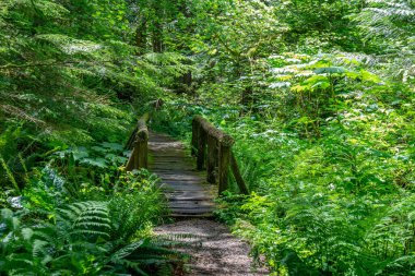 Yosun, yemyeşil ormana giden ahşap köprüyü kaplamış.