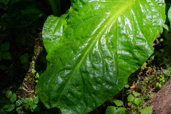 Luminoso Verde Vibrante Foglia Cavolo Puzzola Con Gocce Pioggia — Foto Stock