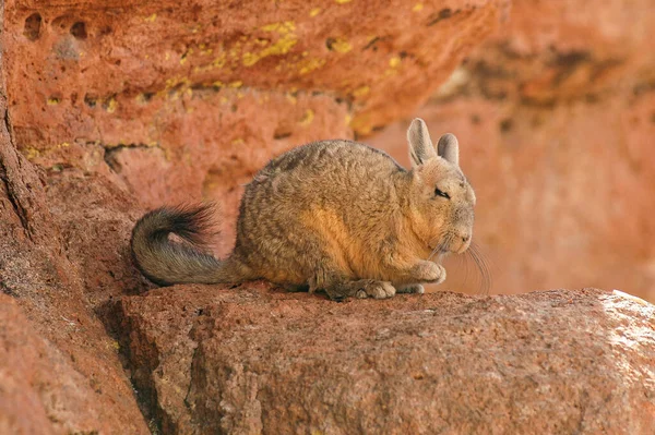 Cute mountain viscacha rabbit calmly sitting and looking very sleepy