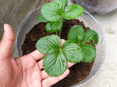 Adamın eli bir çileğin yapraklarının durumunu kontrol ediyor, saksıdaki bir saksı. meyve bitkisi konsepti için