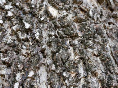 koyu siyah ahşap doku, tropikal ağaç dokusu, duvar kağıdı ve arkaplan için uygun..