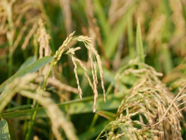 Sararmış ve hasat edilmeye hazır olan pirinç bitkilerini kapatın.