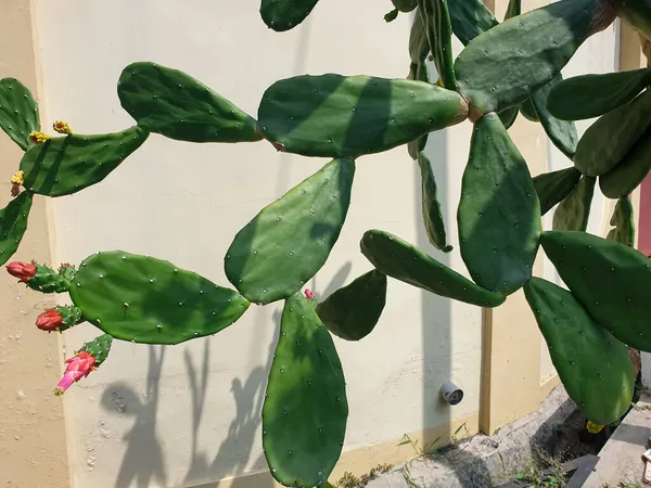 Opuntia Cochenillifera Колючая Груша Принадлежащая Семейству Кактусов Cactaceae Является Домашним — стоковое фото