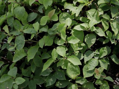 Yaz yeşili leylak çalısı, yapraklar arka plan, doğa dokusu