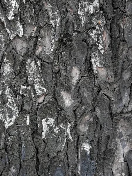 Starý Grunge Tmavé Texturované Dřevěné Pozadí Povrch Staré Šedé Dřevo — Stock fotografie