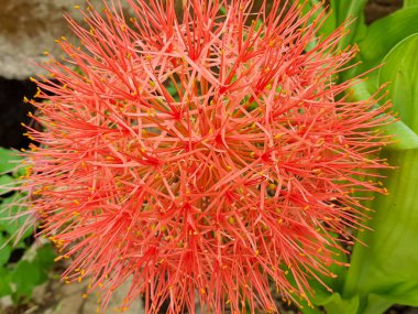 Yaz bahçesinde açan kırmızı çiçek. Afrika zambağı ya da Scadoxus multiflorus.