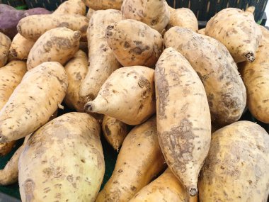 Bir sürü çiğ patates yakın.