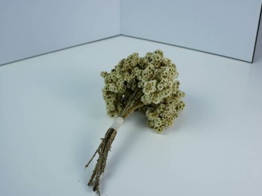 Kurutulmuş Anaphalis Javanica ya da Java edelweiss çiçeğinin stüdyo fotoğrafı