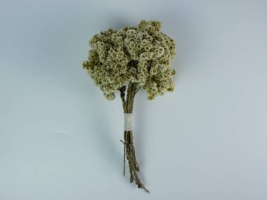 Kurutulmuş Anaphalis Javanica ya da beyaz arka planda izole edilmiş Java edelweiss çiçeği.