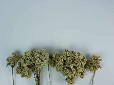 Kurutulmuş Anaphalis Javanica ya da beyaz arka planda izole edilmiş Java edelweiss çiçeği. Boşluğu kopyala