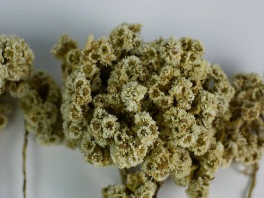 Kurutulmuş Anafalis Javanica ya da beyaz arkaplanda izole edilmiş Java edelweiss çiçeğine yakın dur.