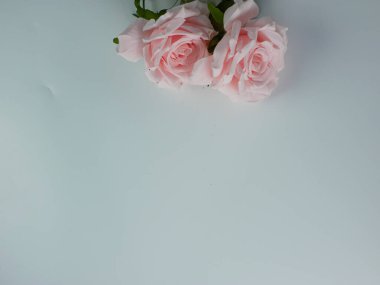 Beyaz arkaplanda kopyalama alanı olan yapay pembe güller. Metin eklemeye hazır