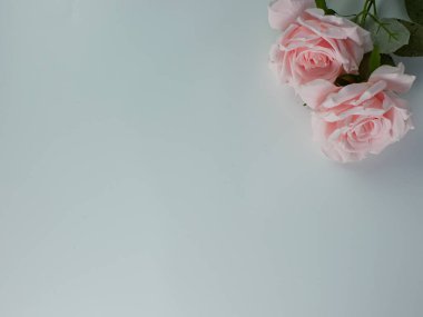 Beyaz arkaplanda kopyalama alanı olan yapay pembe güller. Metin eklemeye hazır
