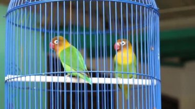 Bir çift yeşil kumru kafeste.