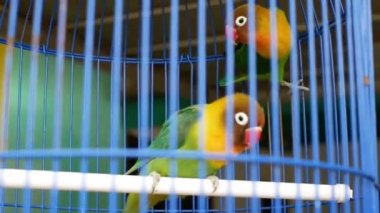 Bir çift yeşil kumru kafeste.