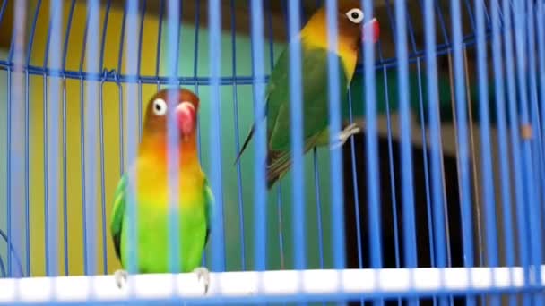 Ένα Ζευγάρι Πράσινα Πιτσουνάκια Κλουβί — Αρχείο Βίντεο