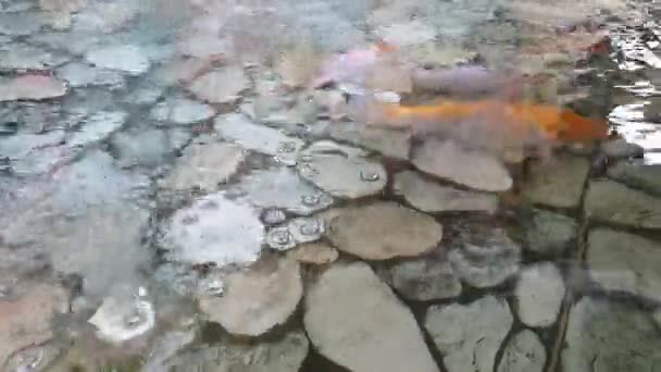 Pești Koi Într Iaz Fundal Piatră — Videoclip de stoc