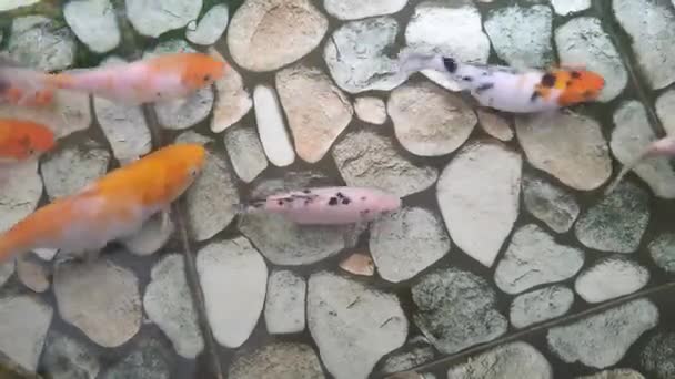 Pesce Koi Uno Stagno Con Uno Sfondo Roccioso — Video Stock