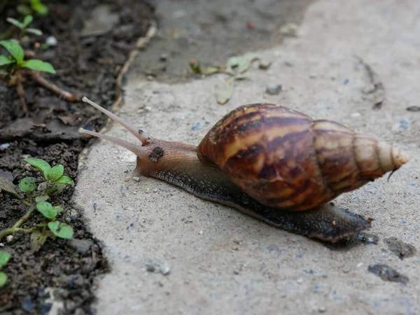 Snail Achatina Fulica One Worst Invasive Species Earth — Stock Photo, Image