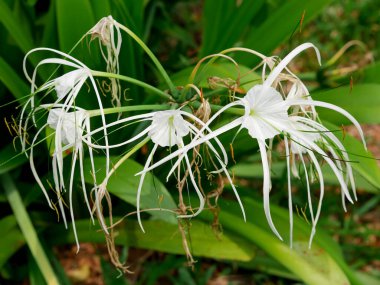 Hymenocallis littoralis veya plaj örümceği zambağı