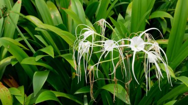 Hymenocallis littoralis veya plaj örümceği zambağı