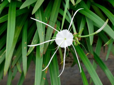 Hymenocallis littoralis veya plaj örümceği zambağı