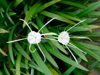 Hymenocallis littoralis veya plaj örümceği zambağı