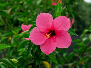Hibiscus rosa sinensis çiçeği. dekoratif bitkiler