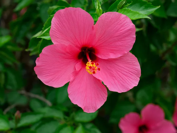 Квітка Хібіскус Рожевий Sinensis Декоративні Рослини — стокове фото