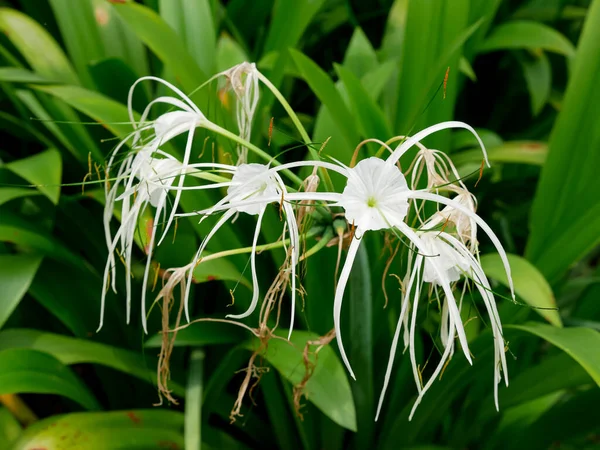 Hymenocallis littoralis veya plaj örümceği zambağı