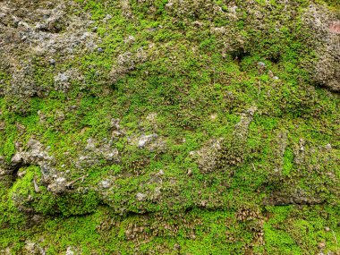 Arkaplan ve arkaplan için yosunlu duvar yüzey dokusu.