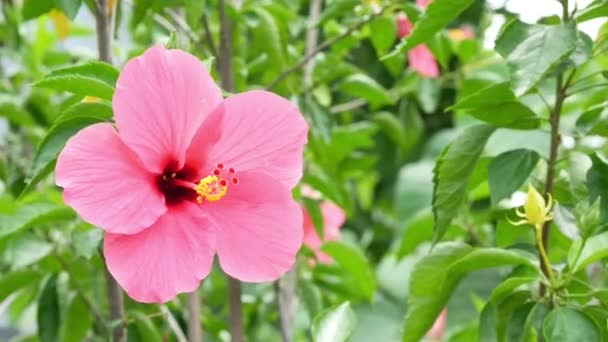 Hibiscus Rosa Sinensis Floare Plante Decorative — Videoclip de stoc