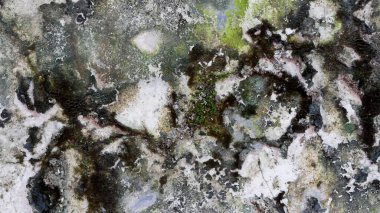 Eski duvardaki yosun yüzey dokusu.