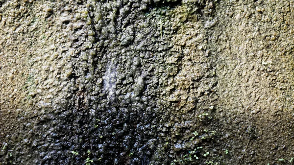 Moss Surface Texture Old Wall — Stock Photo, Image