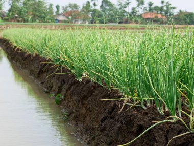 onion plant in garden, vegetables, vegetarian, agriculture.