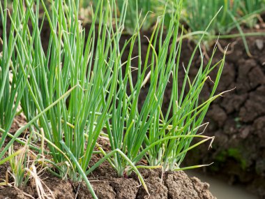 onion plant in garden, vegetables, vegetarian, agriculture.