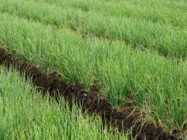 onion plant in garden, vegetables, vegetarian, agriculture.