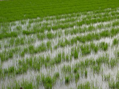 view of rice fields in Indonesia at planting time.
