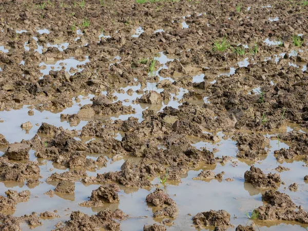 Paddy fields that have been plowed, ready to be planted with rice.