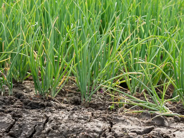 onion plant in garden, vegetables, vegetarian, agriculture.