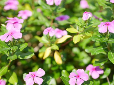 Catharanthus Roseus veya madagaskar menekşe menekşesi mor çiçekler. bitkisel bitki