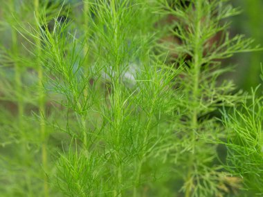 Artemisia Scoparia 'ya yakın çekim, süs bitkisi, yeşil doğa arka planı.