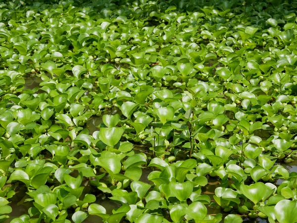 Wasserhyazinthe Oder Eichhornia Crassipes Natur Grünen Hintergrund Pflanzen Auf Dem — Stockfoto