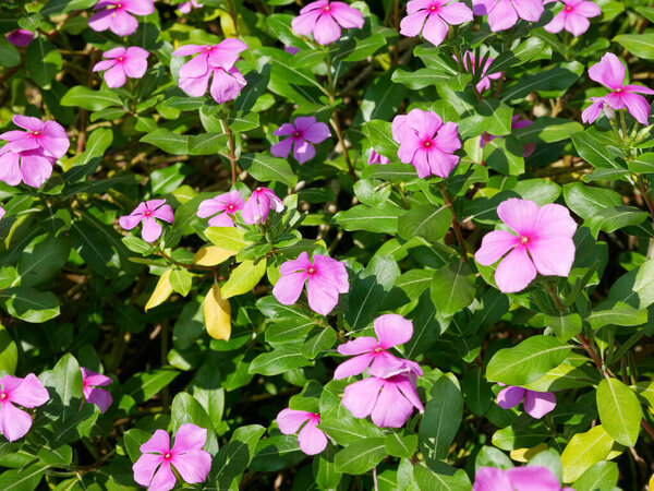 Catharanthus roseus или мадагаскарские перигинкль фиолетовые цветы. травяные растения.